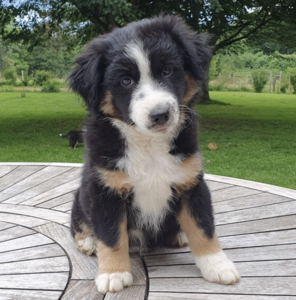 Elevage du Castel Ulysse Autrey-le-Vay, Professionnel indépendant